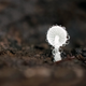 Un pequeño hongo crece dentro del tronco podrido de un árbol. El microclima que hay en el interior del tronco hace que se produzca esa condensación.
Imagen: Sanne Govaert/British Ecological Society